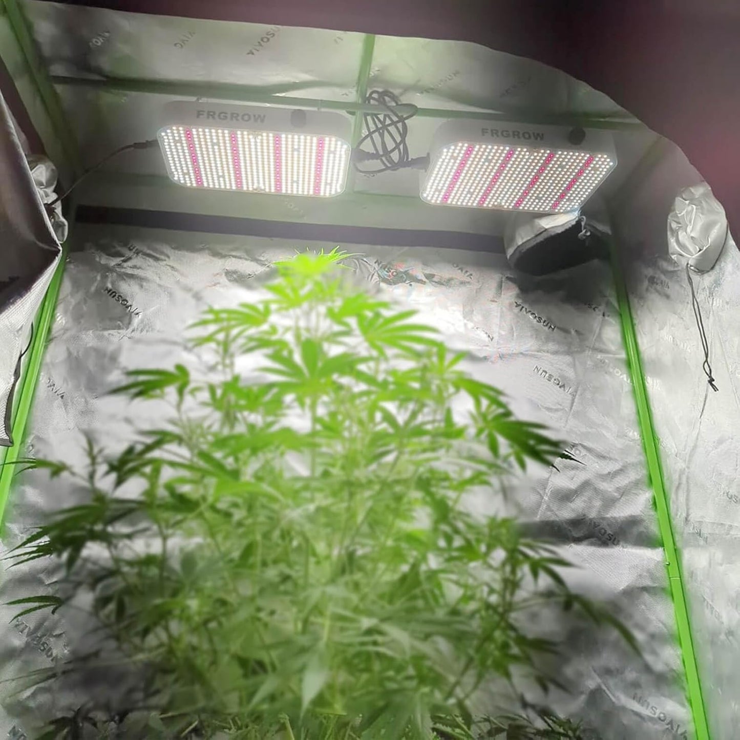 FRGROW  130 Watt LED Pflanzenlampe LED Grow Lampe 576 PSC LEDs [Energieklasse E]